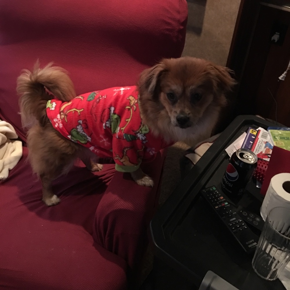 Meet yeti bear your Poshmark friend